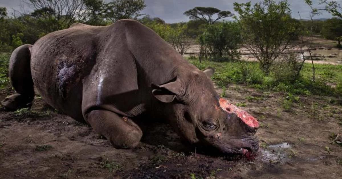 ช่างภาพแอฟริกาใต้ “แรดดำ ถูกตัดนอ” คว้ารางวัลช่างภาพสัตว์ป่าแห่งปี