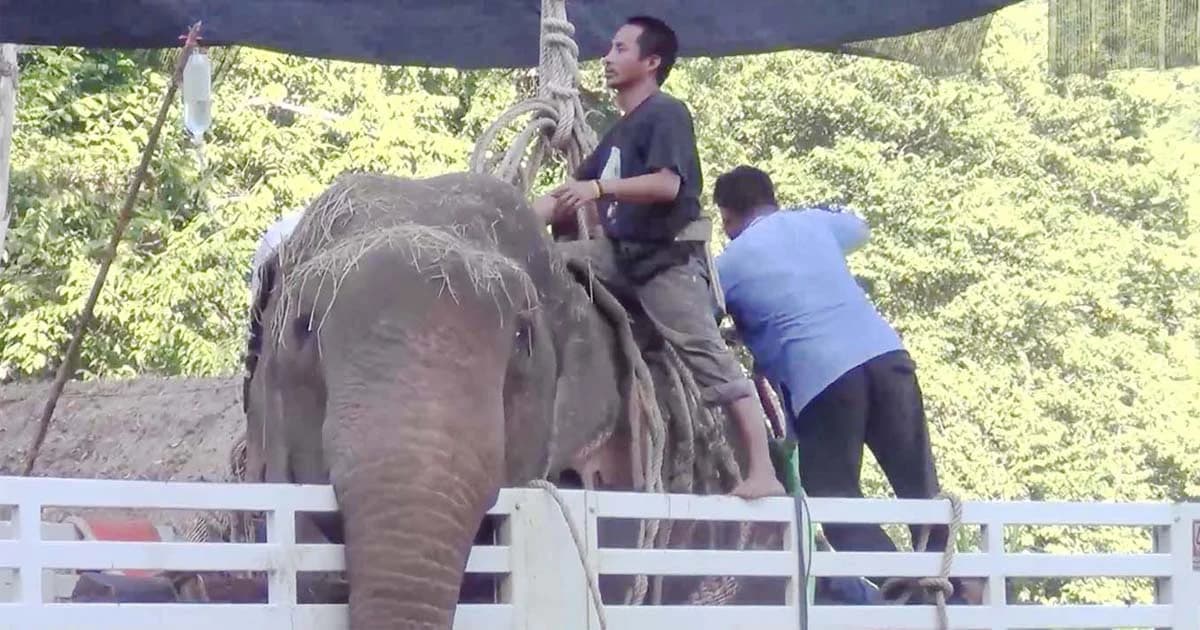 ย้ายช้างทุลักทุเล ! ช้างตกน้ำยังยืนไม่ไหว แพทย์ชี้อาการน่าเป็นห่วง