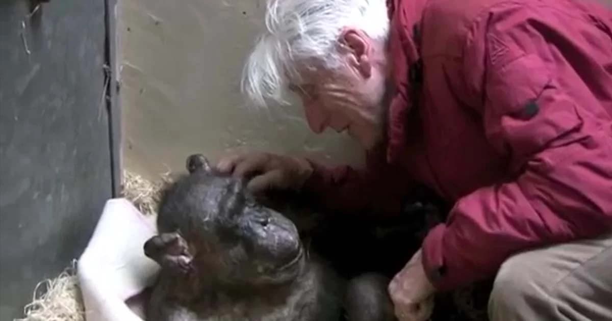 ยิ้มสุดท้ายของ ลิงชิมแปนซี หลังเจอ เพื่อนเก่าก่อนตาย