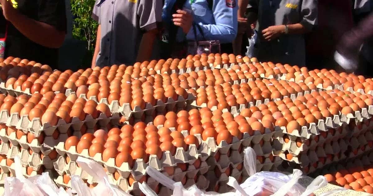 แจกฟรี! ไข่ไก่ 1 หมื่นฟอง แก้บนย่าโม