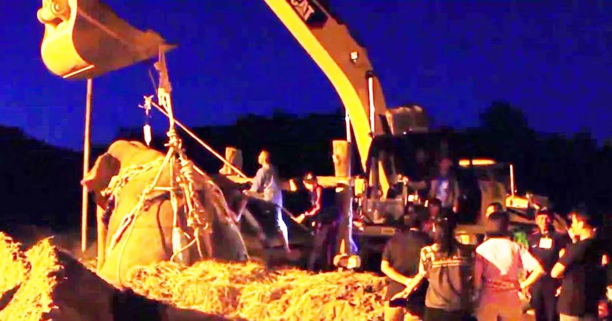 ช้างพลายสีดอชมพูบาดเจ็บสันหลังยังทรงตัว เลื่อนผ่าตัดไปก่อน