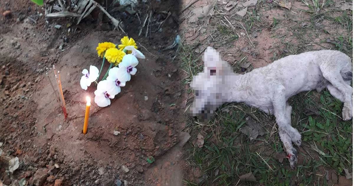 ‘ข้าวกล้อง’ หมาวัดแสนรู้ ถูกรถชน จากไปอย่างไม่มีวันกลับ พระทำพิธีให้