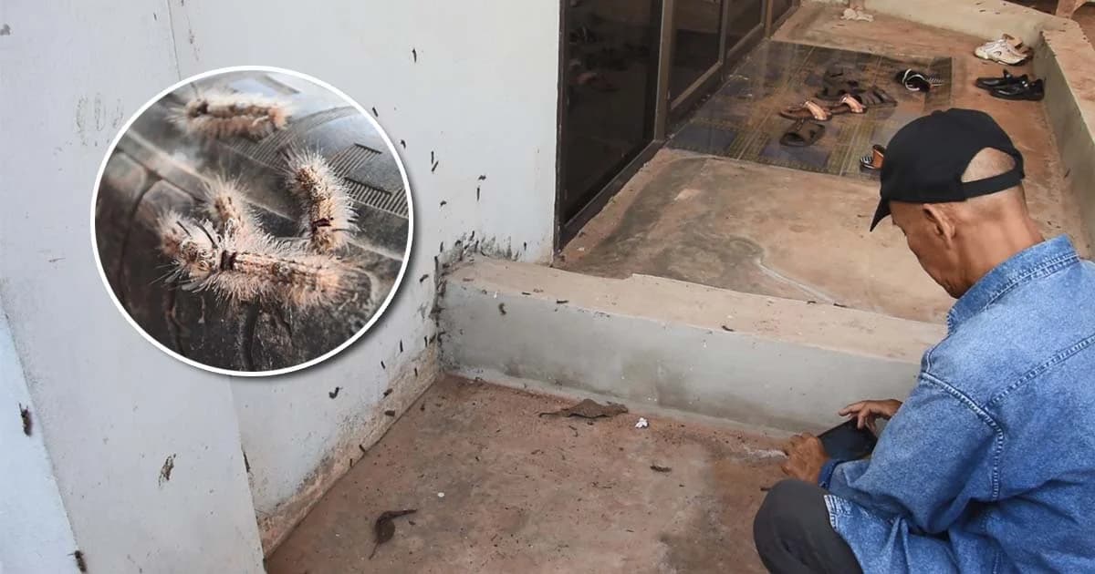 ผงะ ! หนอนบุ้งคันนับร้อยบุกบ้าน หวั่นแพร่ระบาดเข้าชุมชน