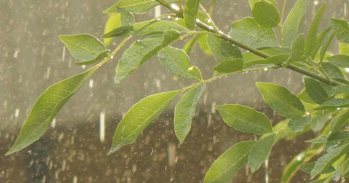 กรมอุตุฯ เตือน พรุ่งนี้ภาคใต้ระวังฝนตกหนัก กทม.และปริมณฑลเสี่ยงตกร้อยละ 10