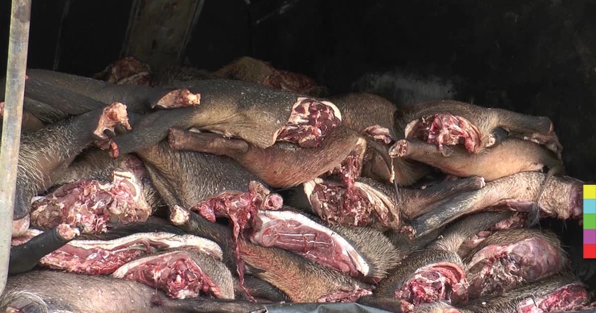 รวบขบวนการ “ค้าหมูป่า” ยึดของกลางกว่า 2 ตัน