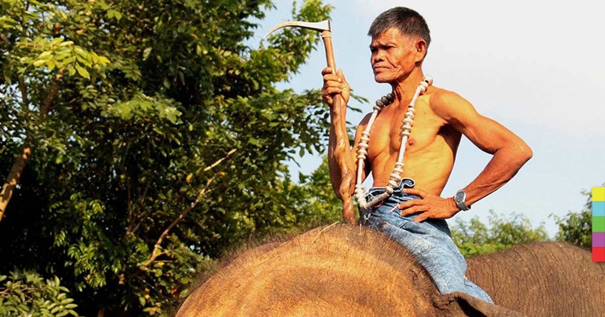 “ลุงเฉื่อย” ควาญช้างเก่า รับงานพรีเซ็นเตอร์เที่ยวเมืองสุรินทร์