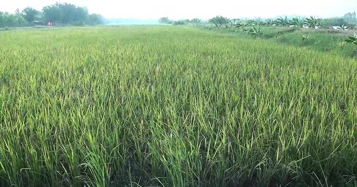 ส่งเสริมการทำเกษตรอินทรีย์สู่ครัวโลก รองรับกลไกการค้าโลกที่เปลี่ยนแปลง