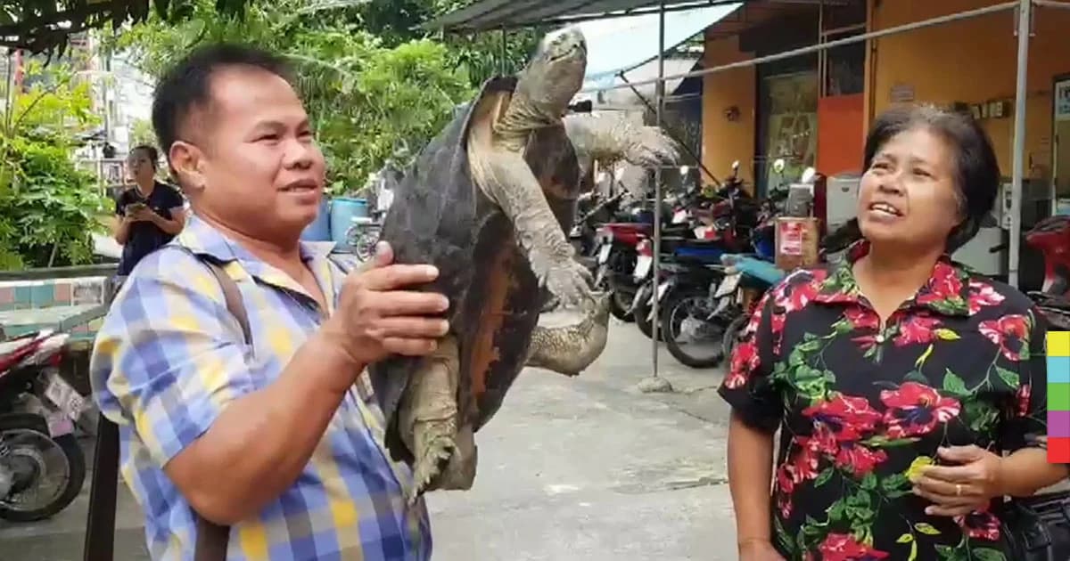 ชาวบ้านฮือฮา ! แห่ขอโชคลาภ หลังพบเต่าตัวใหญ่เดินเล่นแถวห้องพัก