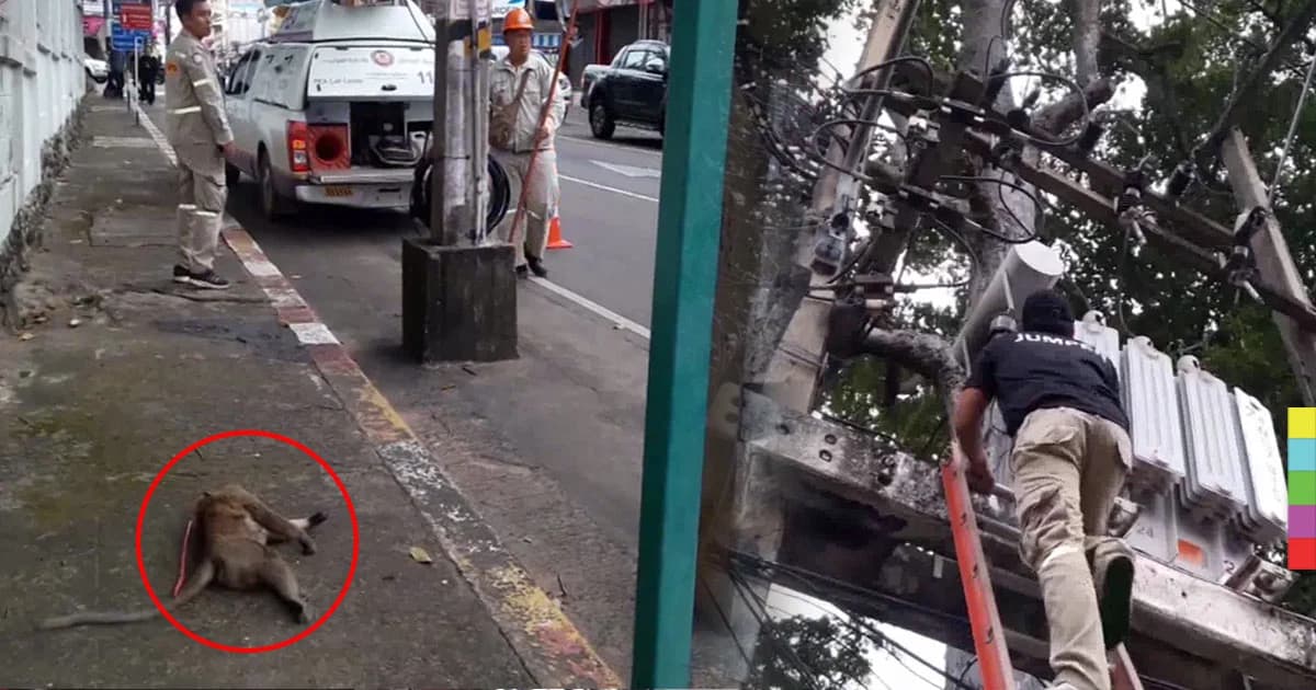 น่าสงสาร ! ลิงซนถูกไฟฟ้าแรงสูงช็อตตายกลางถนน