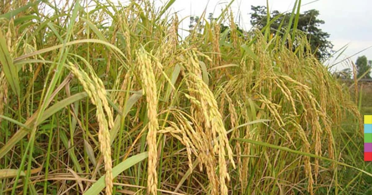 ‘ข้าวหอมมะลิไทย 105’ คว้าแชมป์ ข้าวรสชาติดีที่สุดในโลก 2 ปีซ้อน