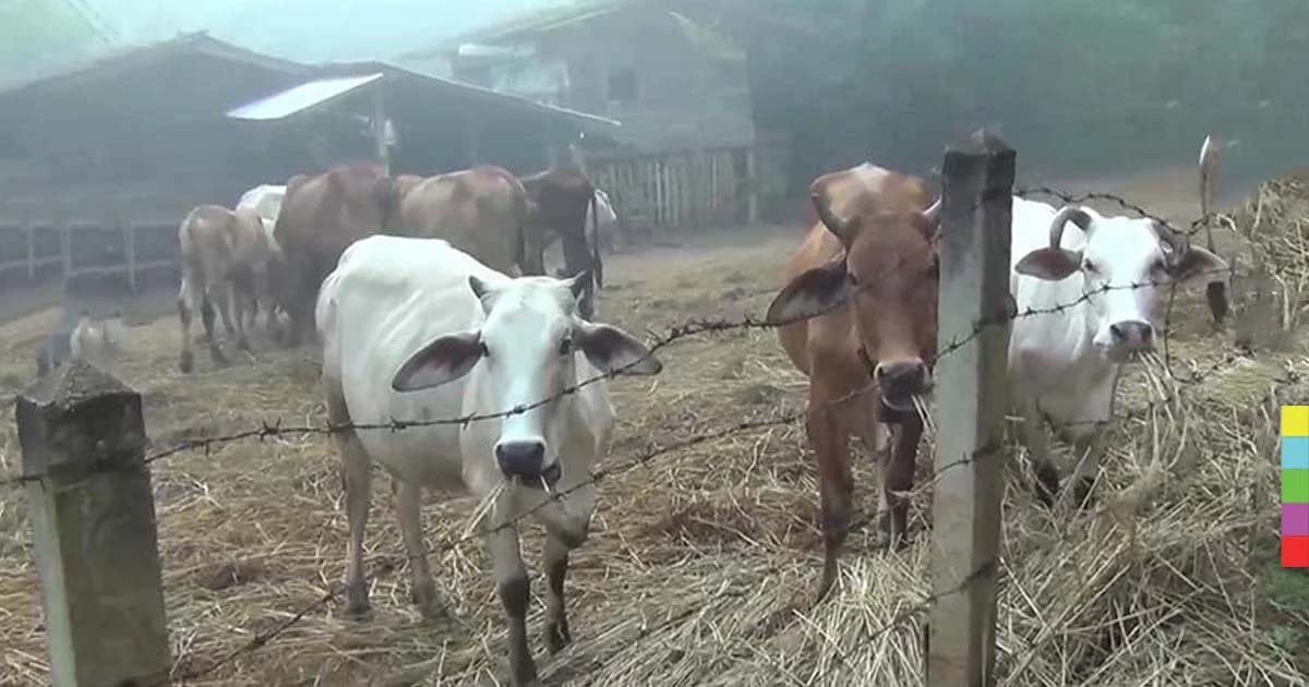 ระวังสัตว์ป่วยในฤดูหนาว ปศุสัตว์แนะฉีดวัคซีนป้องกันไว้ก่อน