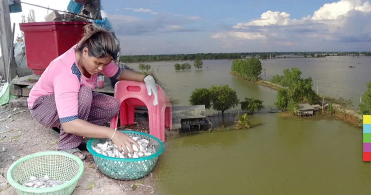 น้ำท่วมจนต้องเปลี่ยนอาชีพ!! ชาวสุโขทัยออกหาปลาแทนทำนา