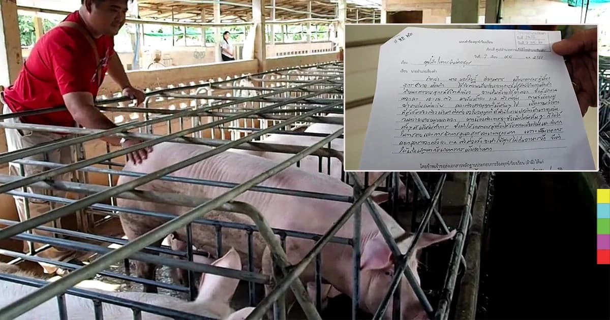 เข้าใจผิด! ผู้เลี้ยงหมูโวย ปศุสัตว์ให้ขายหมูแค่ 2 ตัว จนท.ชี้เข้าใจคลาดเคลื่อน