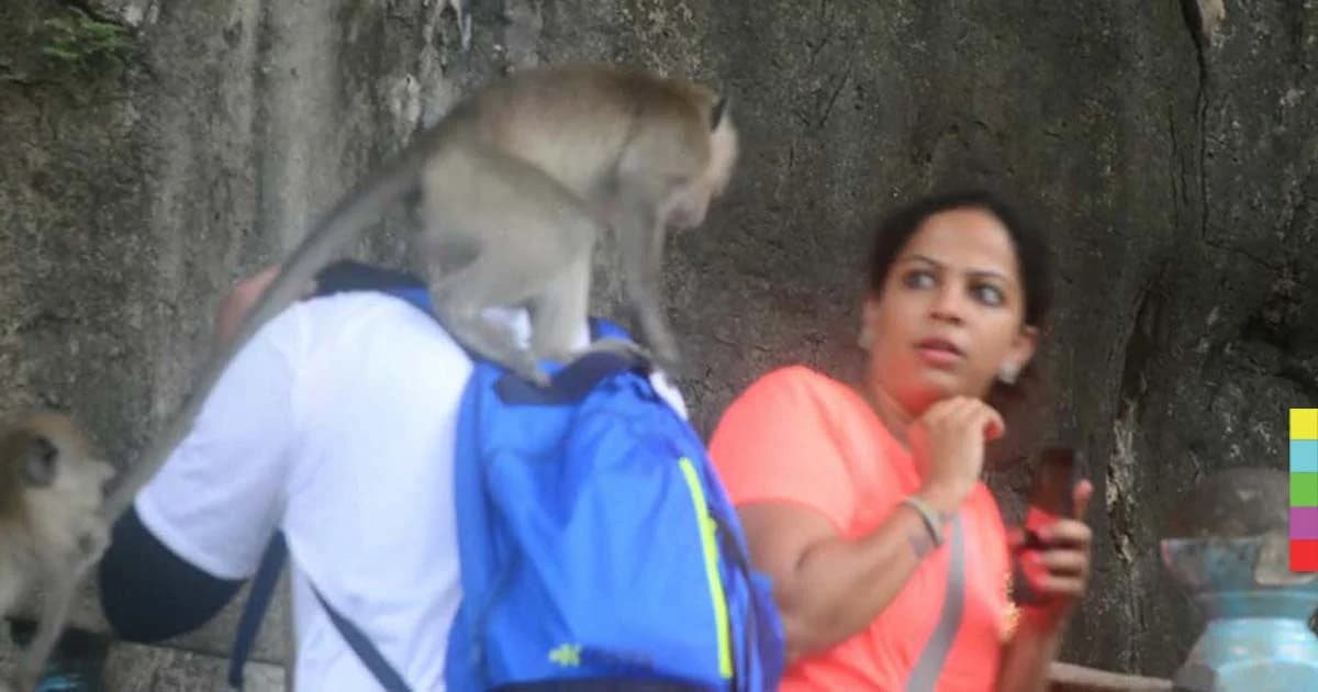 จ๋อทำเสียเรื่อง ! นทท.ผวาวัดถ้ำเสือวิปัสสนา ลิงแย่งของ ทำลายทรัพย์สิน