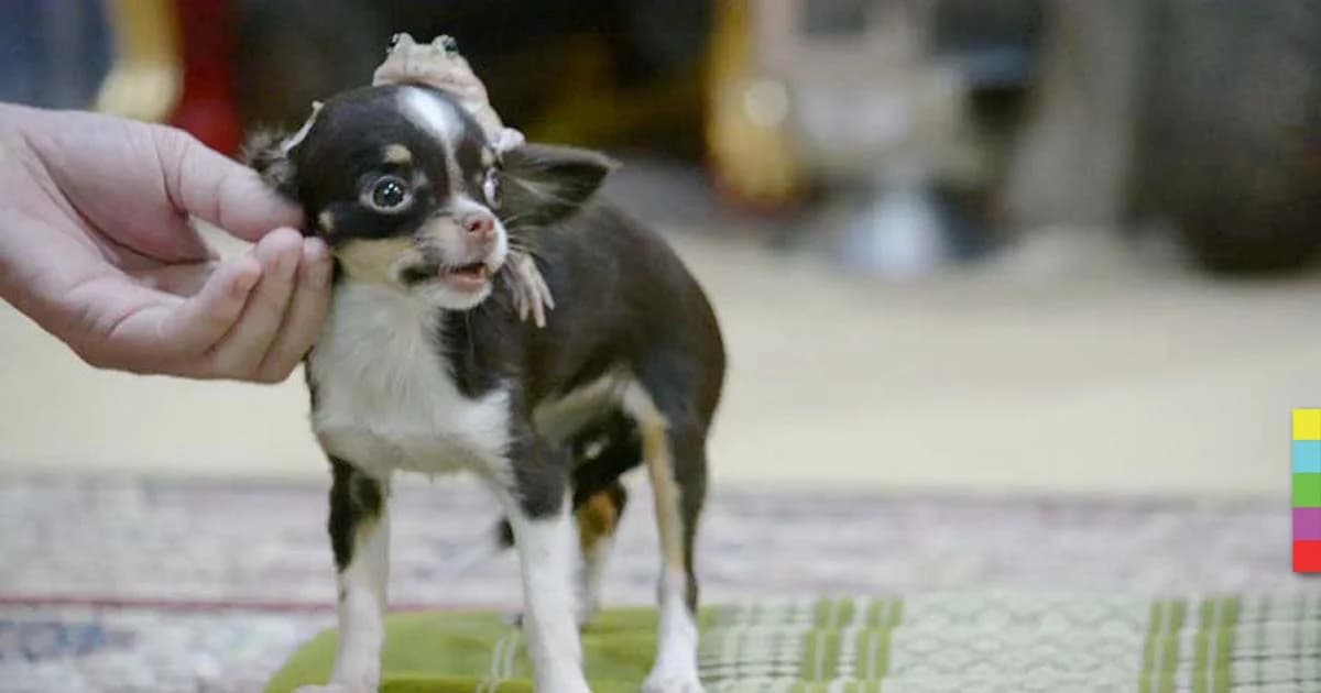 เจ้าชายกบ-เจ้าหญิงชิวาวา ยิ่งกว่าเพื่อนซี้ รักข้ามสปีชีส์ !