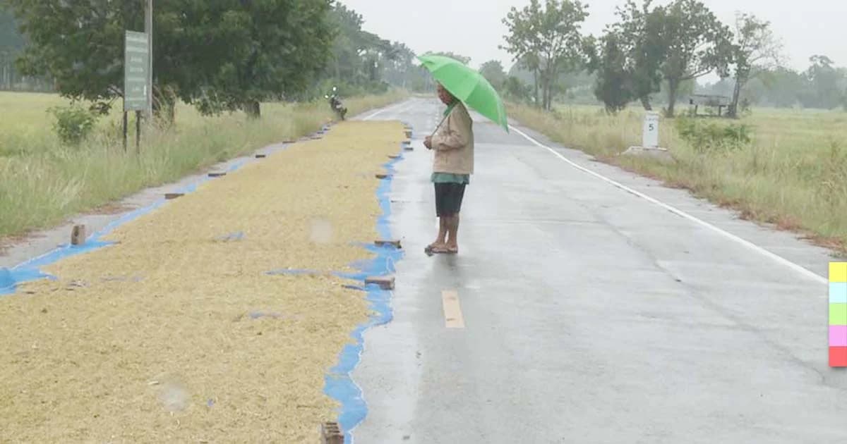 ชีช้ำทั้งคู่ ! ชาวนาใช้ถนนตากข้าวเปลือก คนใช้รถสัญจรลำบาก