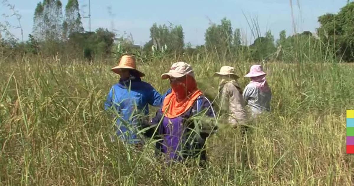 แพงไป ! พี่น้องลงแขกเกี่ยวข้าวกันเอง หลังค่าแรงเกี่ยวข้าวพุ่ง 450 บาท/วัน