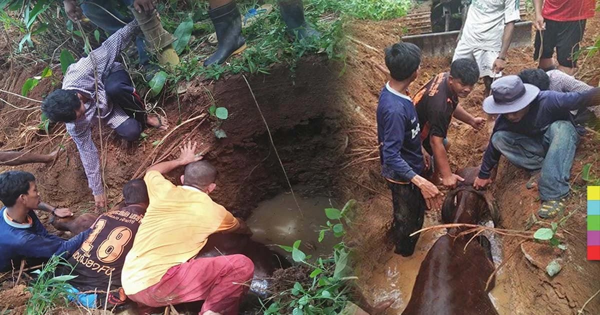 ชาวบ้านช่วยแม่วัวท้องแก่ ตกบ่อลึก 5 เมตร