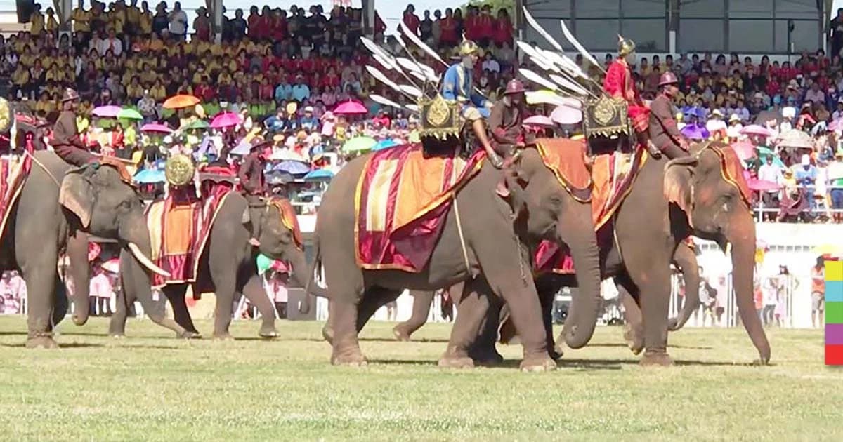 เนรมิตช้างเมืองสุรินทร์ จับแต่งองค์สุดสง่างาม อลังการ รับงานเลี้ยงช้างประจำปี
