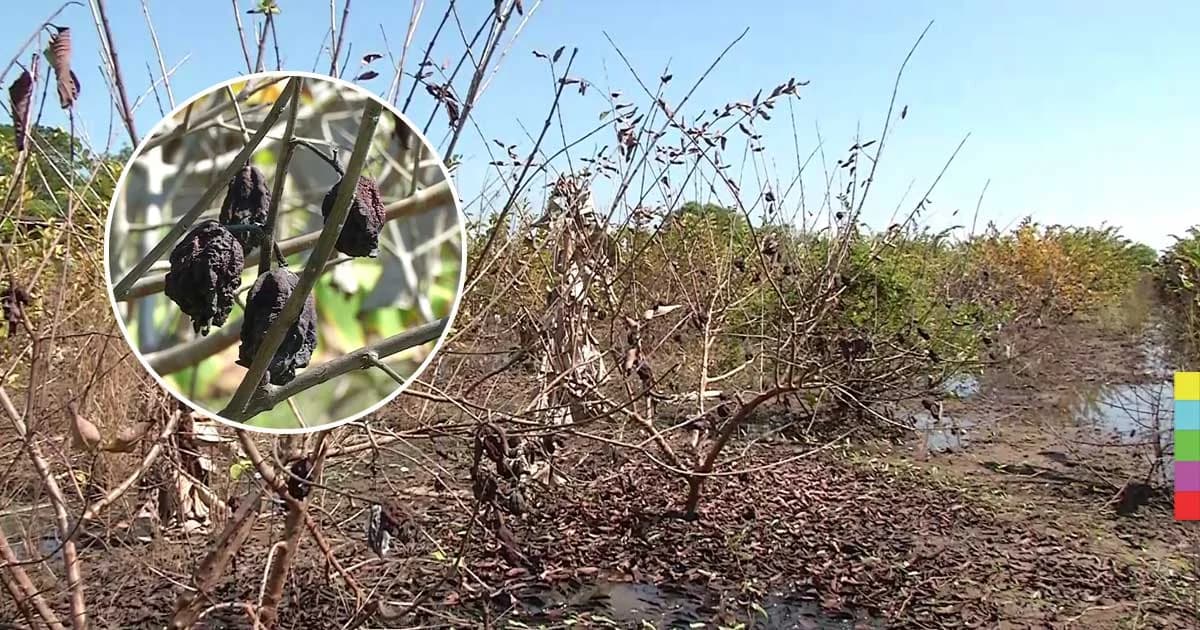 น้ำท่วมสวนฝรั่งกิมจู จ.พิจิตร นานกว่า 4 เดือน เริ่มยืนต้นตาย