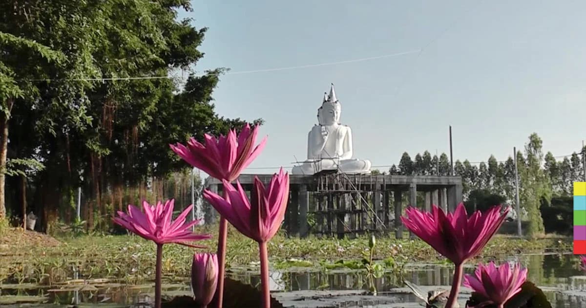 จากน้ำท่วมกลายเป็น “บึงบัว” ออกดอกสวยงาม