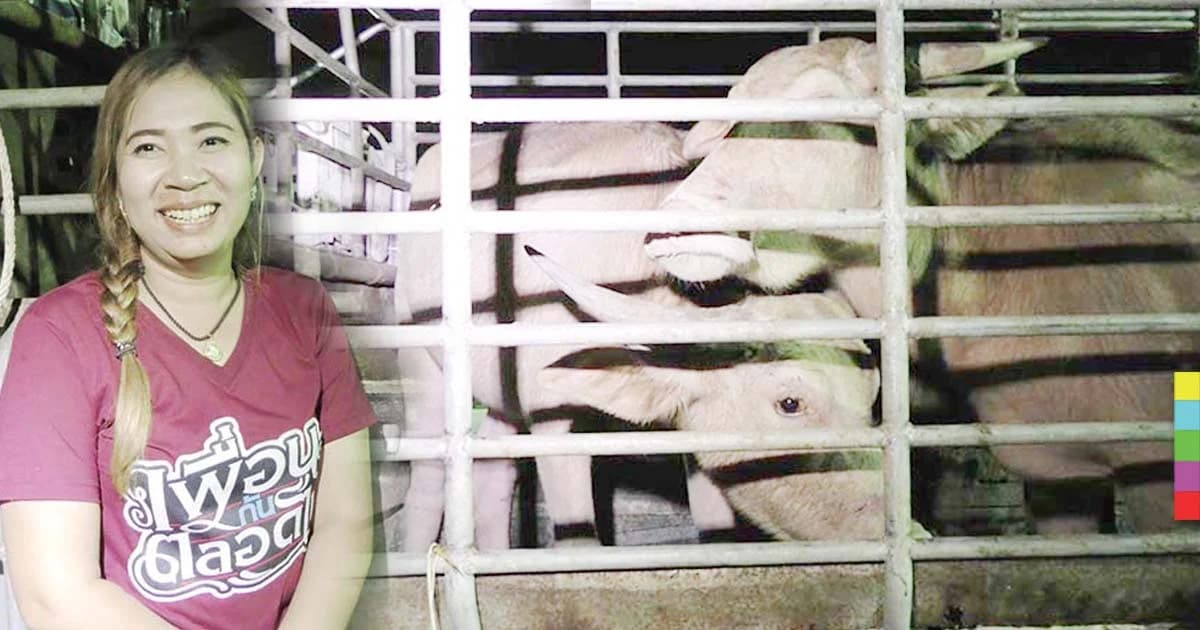 คนร้ายกลัวการตามล่า ปล่อยควายเผือกลงกลางทางข้ามจังหวัด