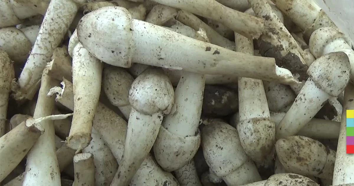 “เห็ดโคนปลวก” อร่อยปีละครั้ง!