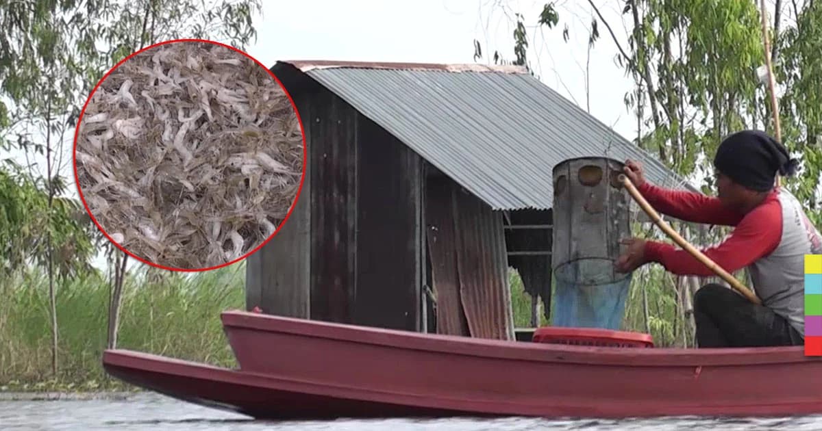 ชาวพิจิตร “เลิกทำนา” หันไปทำประมงเพื่อปากท้อง!