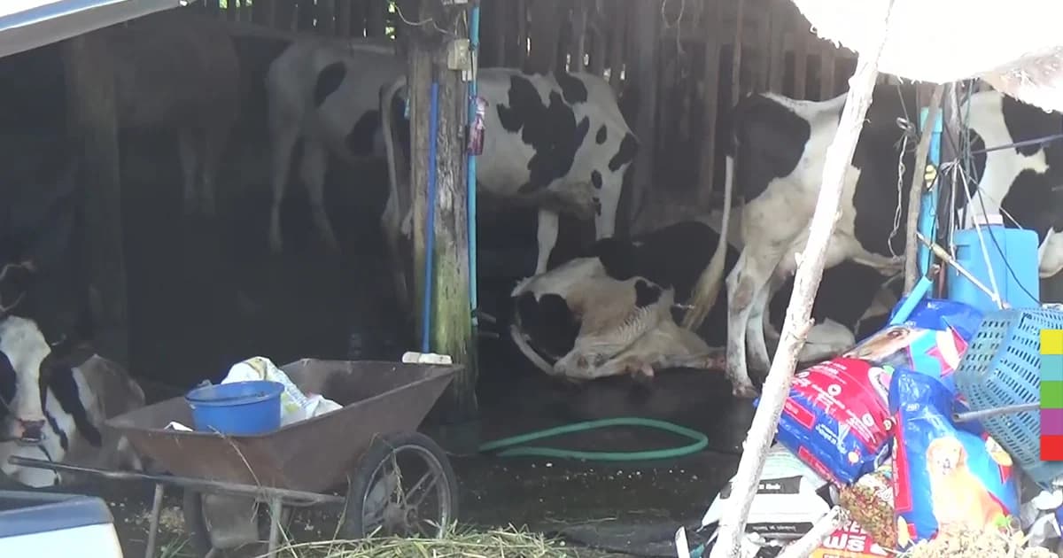 “โรคปากและเท้าเปื่อย” ระบาดโคนมนับร้อยตัว