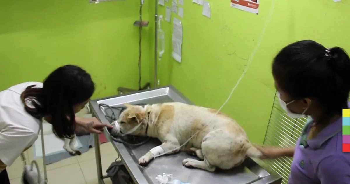 เร่งช่วย “เจ้าขาว” สุนัขจรจัดถูกทุบหัว