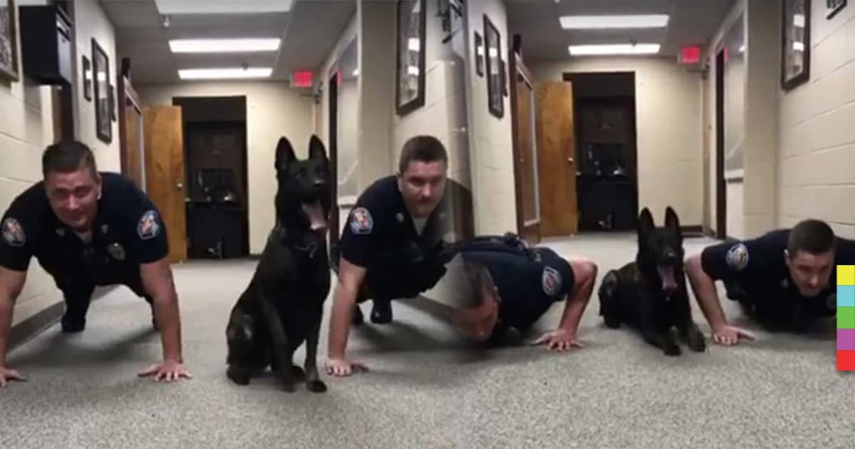 สุนัขตำรวจวิดพื้น ฟิตร่างกายพร้อมปฏิบัติการ