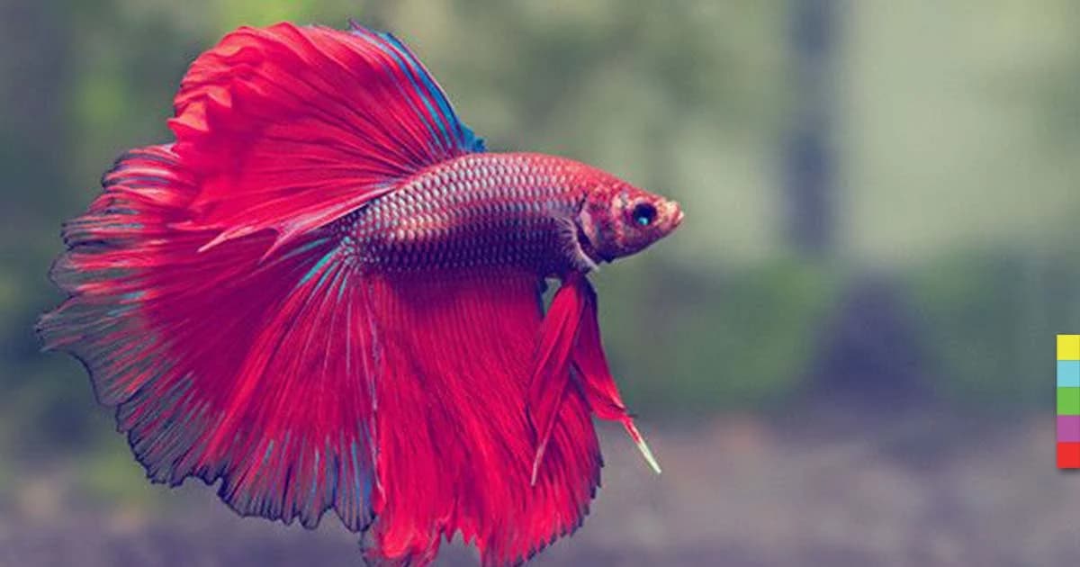 ปั้น ! “ปลากัด” เป็นสัตว์น้ำประจำชาติ ตั้งเป้าทำรายได้ปีละ 1,000 ล้านบาท