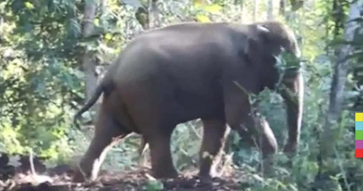 เจ้าหน้าที่เตือน นทท. ระวังช้างป่าข้ามถนน สายทองผาภูมิ-บ้านไร่