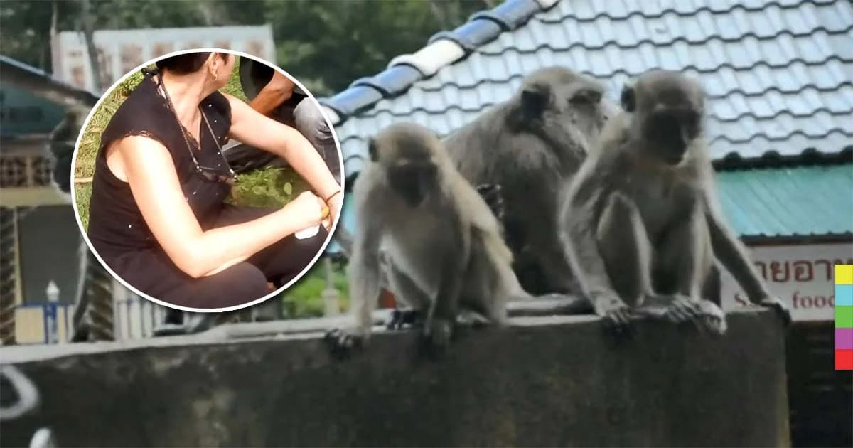 ลิงจ่าฝูงวัดดัง รุมกัด นทท.รัสเซียบาดเจ็บ