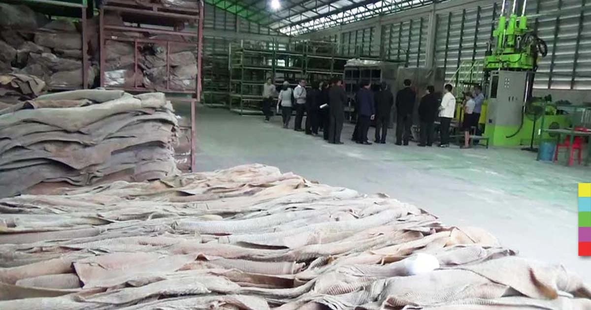 ชาวสวนเฮ ! รัฐเปิดตลาดกลางยางพารา กันพ่อค้าคนกลางฉุดราคายางต่ำ