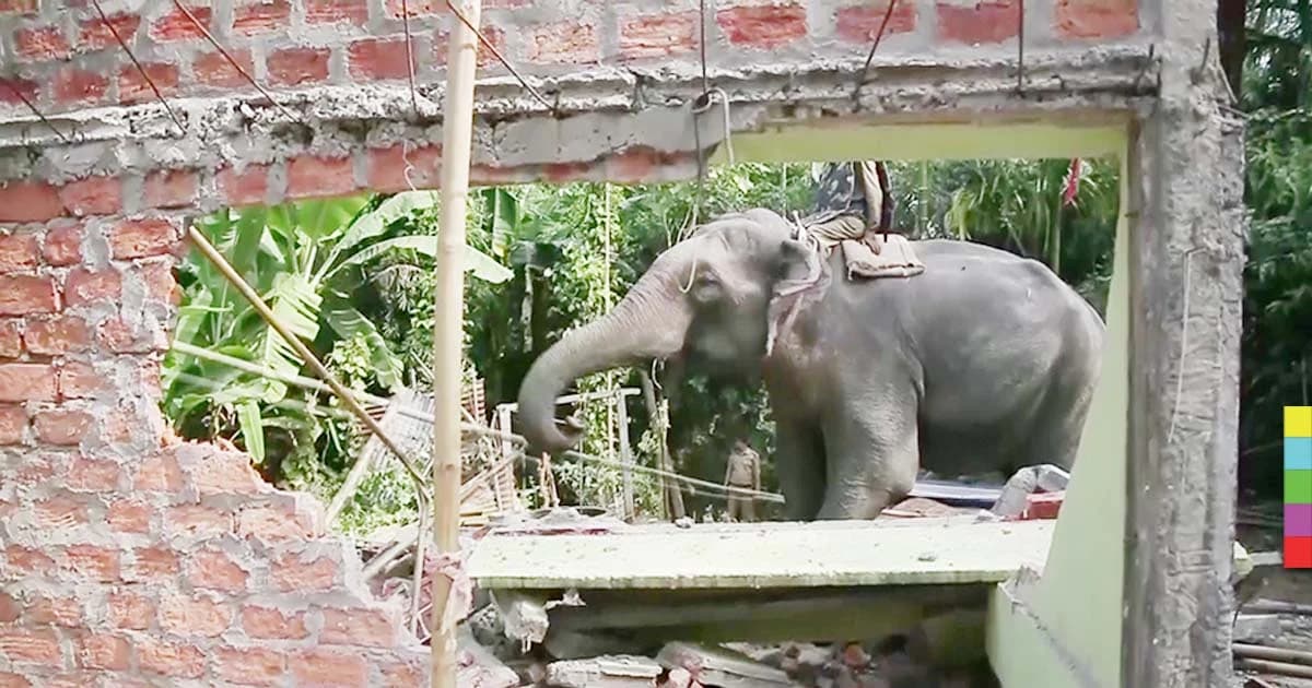 เด็ดขาด ! ตำรวจอินเดียขี่ช้างพังบ้าน สร้างรุกล้ำป่าอนุรักษ์