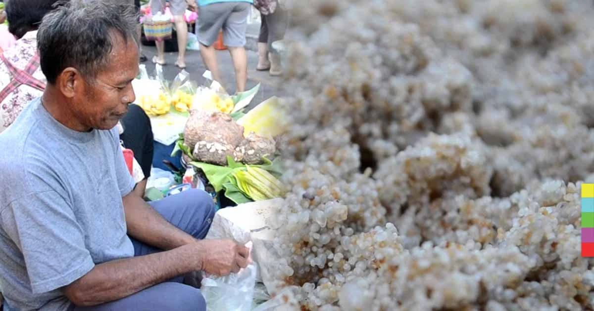 เริ่มออกแล้ว!! ไข่มดดินขายวันแรก กิโลกรัมละ 1,000 บาท