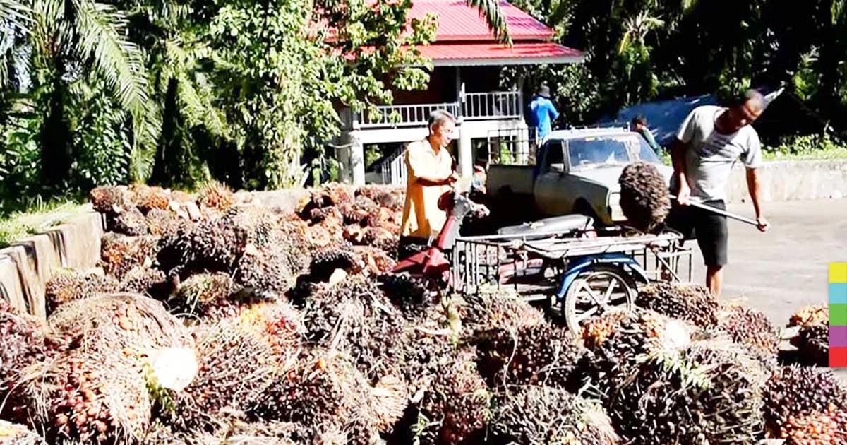 ร้องรัฐแก้ปัญหาน้ำมันปาล์มดิบตกต่ำ ชาวสวนขาดทุนต่อเนื่อง