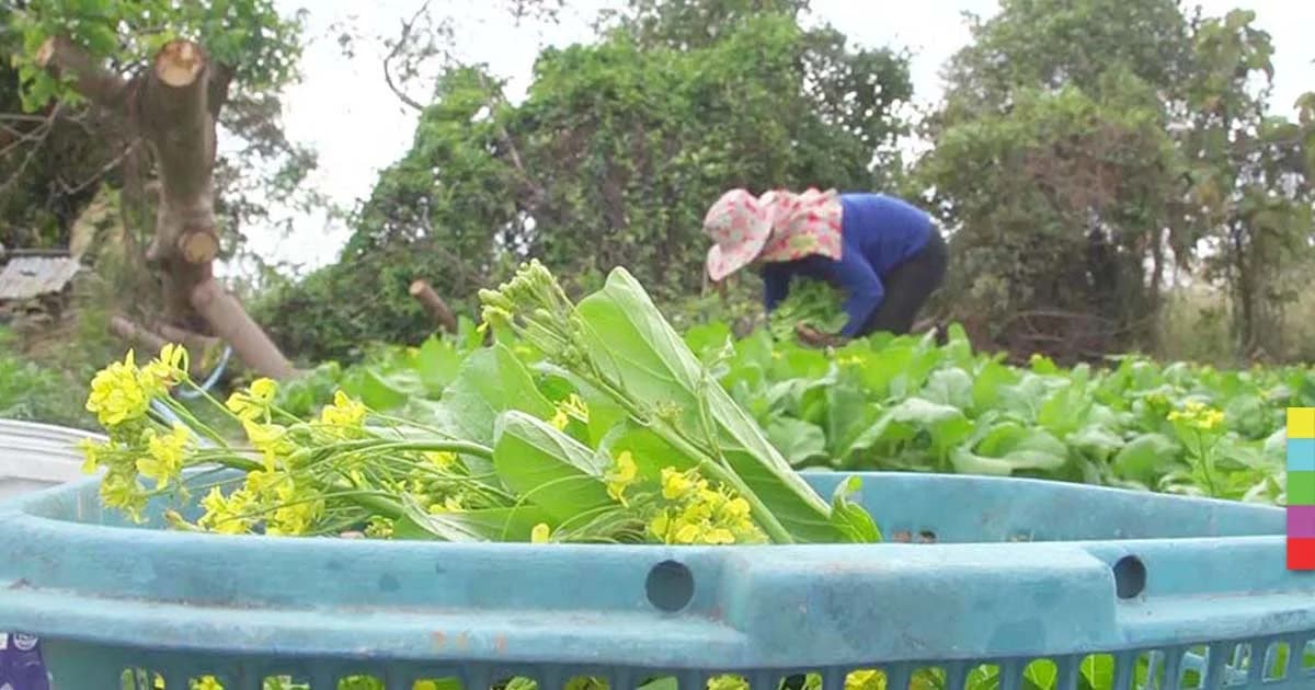 ผักกวางตุ้งสดๆ เสิร์ฟผ่านเฟซ รายได้ง้ามงาม