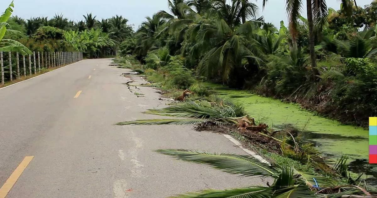 โจรแสบลักตัดยอดมะพร้าวขายหายเรียบ เหลือให้ดูต่างหน้า 1 ต้น