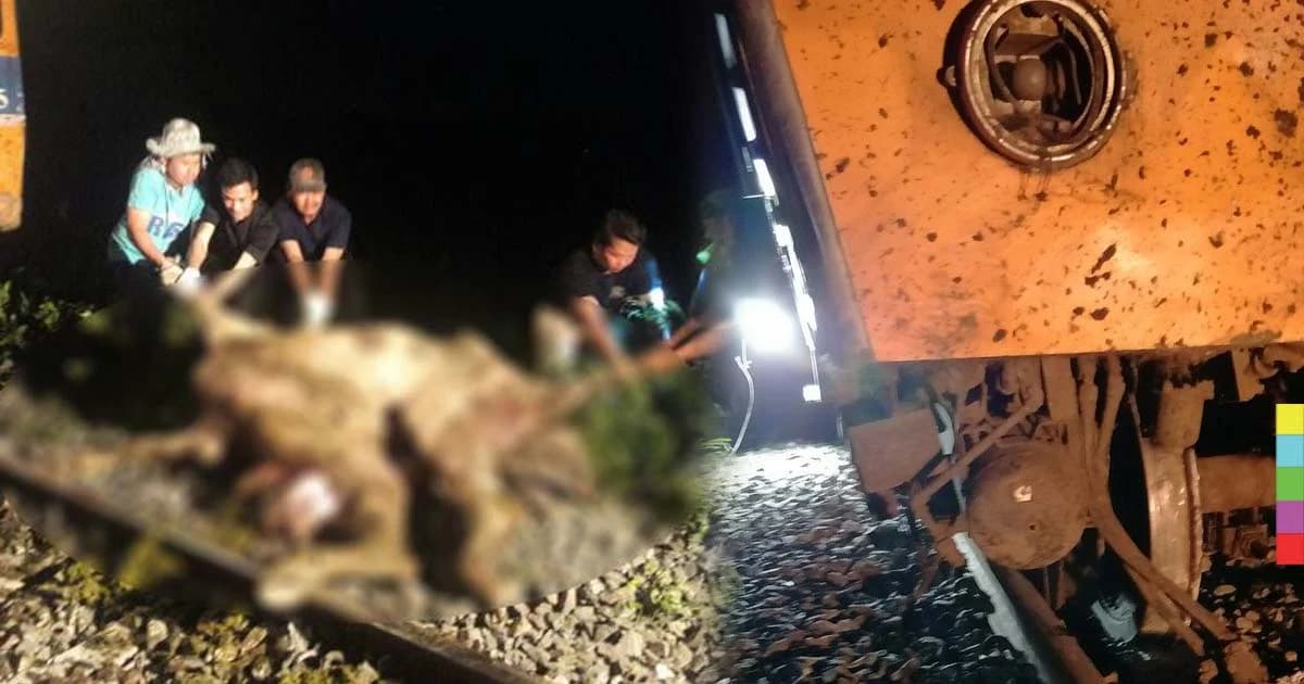 รถไฟชนควายตาย 21 ตัว ช่วงสถานีปากน้ำโพ – นครสวรรค์
