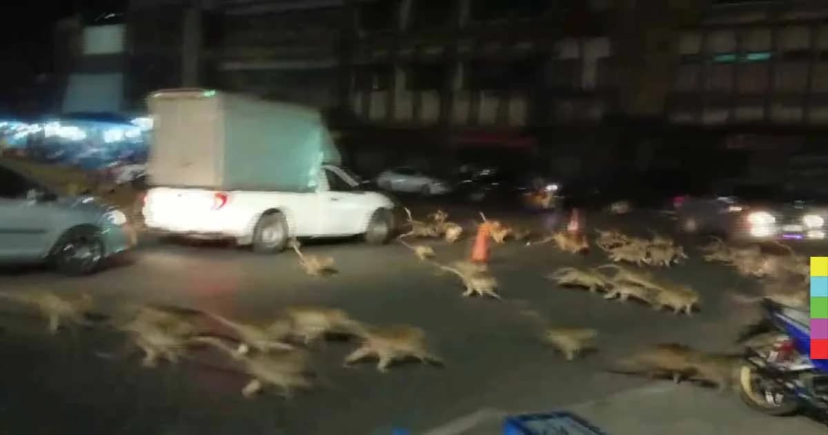 ตูมเดียวหายเกลี้ยง!! ลิงพระปรางค์สามยอดเผ่นหนีโกลาหล