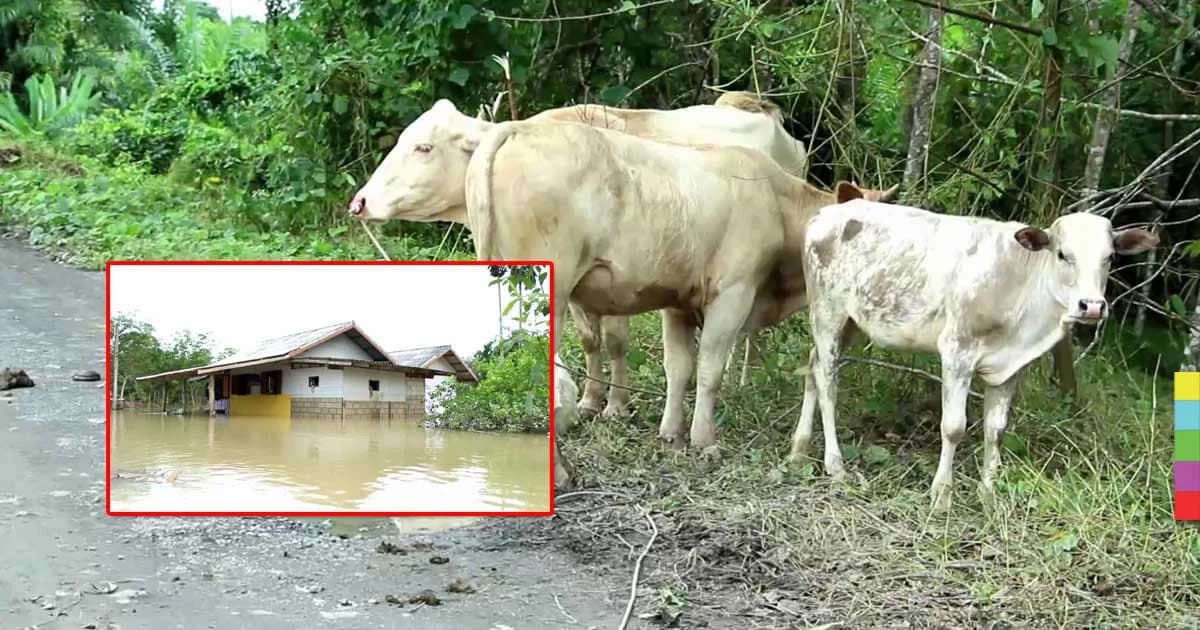 วัวไม่มีหญ้ากิน เหตุน้ำท่วมหนักติดต่อกันหลายวัน
