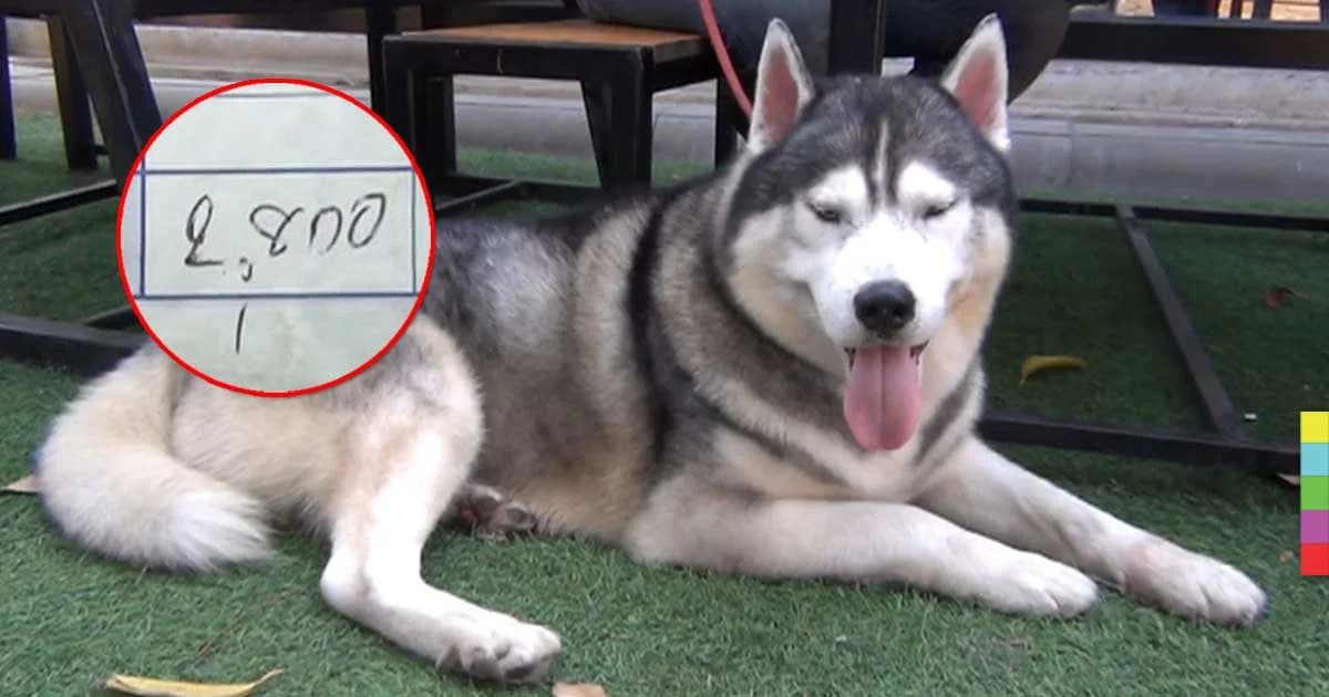 ร้านอาบน้ำสุนัข 2,800 บาท ยัน คิดราคาตามเนื้องาน