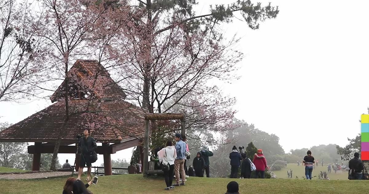 อุทยานฯ ห้วยน้ำดังคึกคัก นทท.แห่ชมทะเลหมอก-ซากุระเมืองไทย