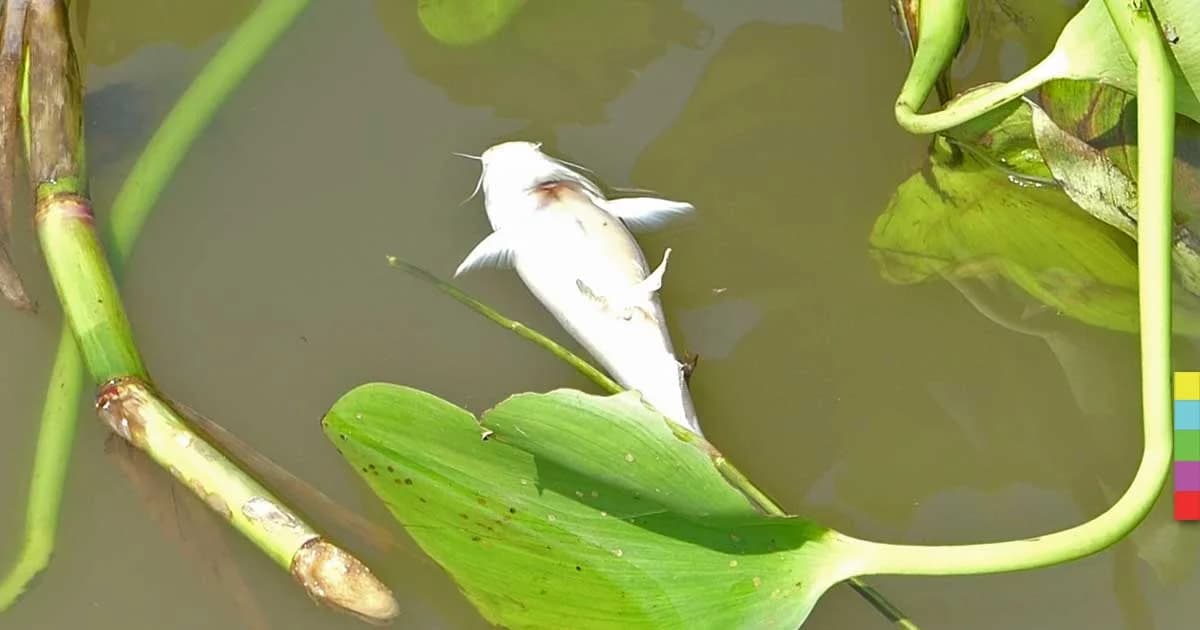 ออกซิเจนในเจ้าพระยาลดน้อยผิดปกติ ปลาลอยตาย ชลประทานเร่งหาสาเหตุ