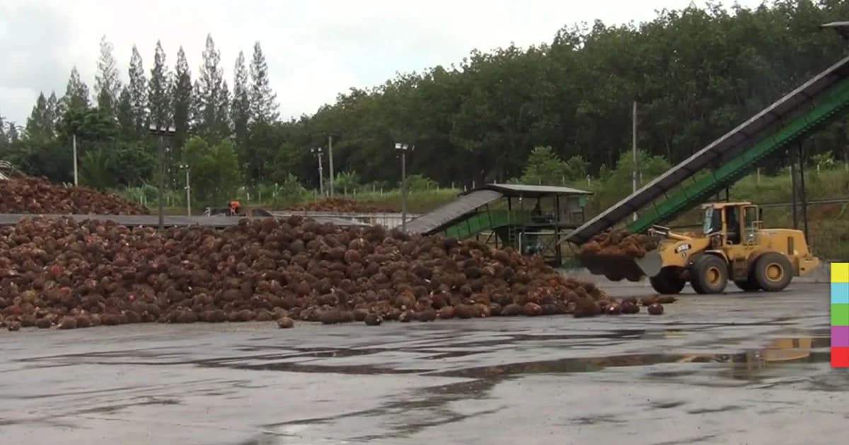 องค์การคลังสินค้าชงครม. แก้ปัญหา ‘ราคาปาล์ม’ ตกต่ำ