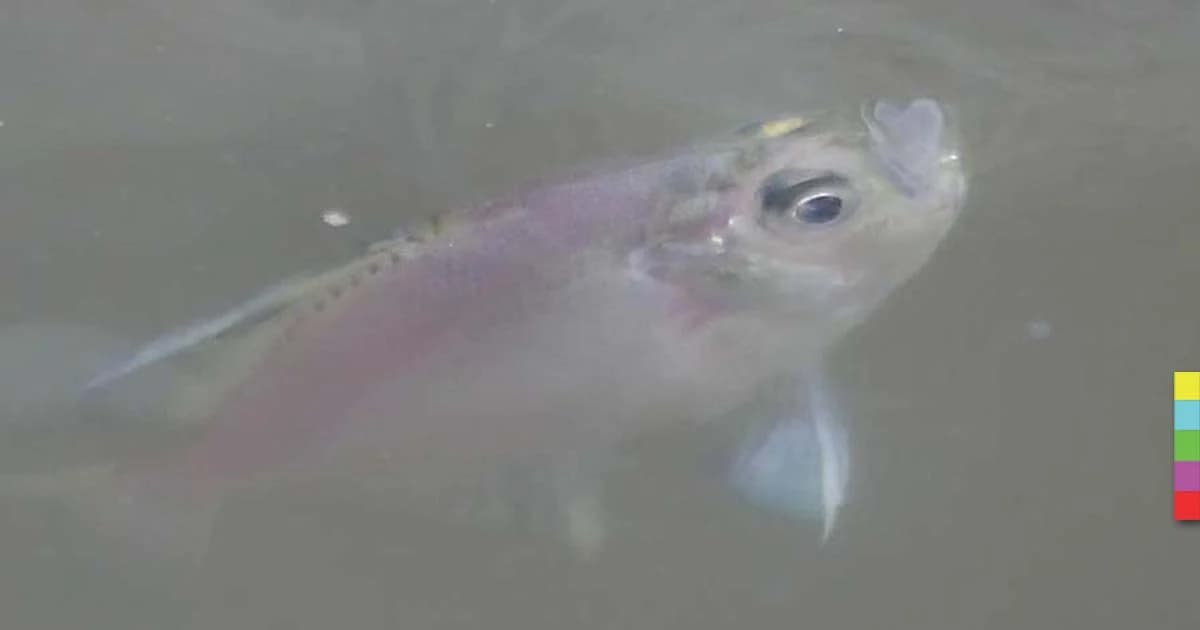 เจ้าพระยาอาการหนัก ปลาขาดออกซิเจน ผุดขออากาศเหนือผิวน้ำ