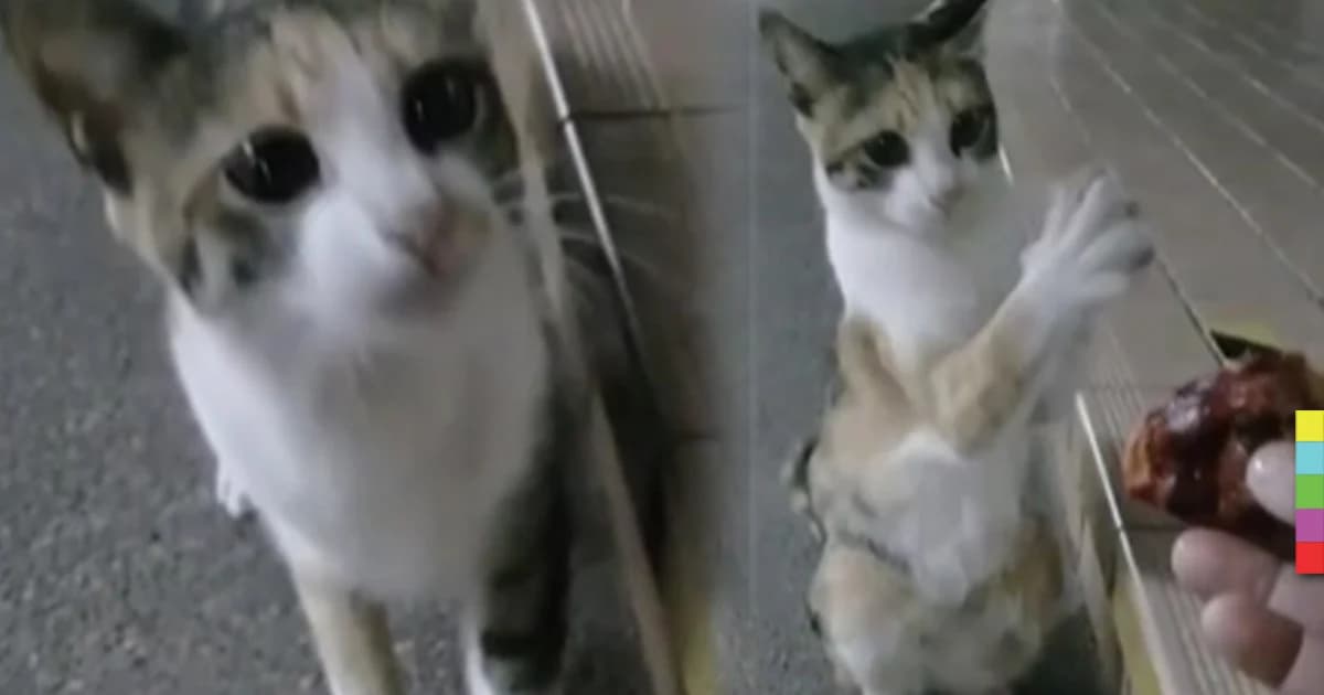 แมวจรจัดแสนรู้ มารยาทงาม ยกมือไหว้ทุกครั้งก่อนได้รับอาหาร