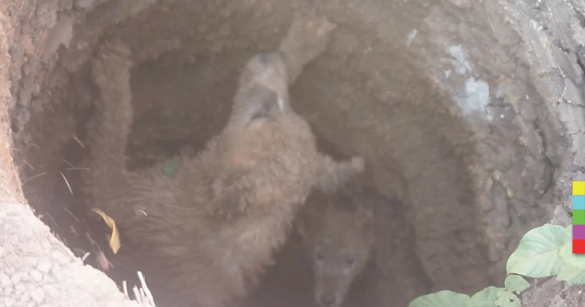 กู้ภัยช่วยสุนัขสองแม่ลูกตกหลุมลึก 2 เมตร